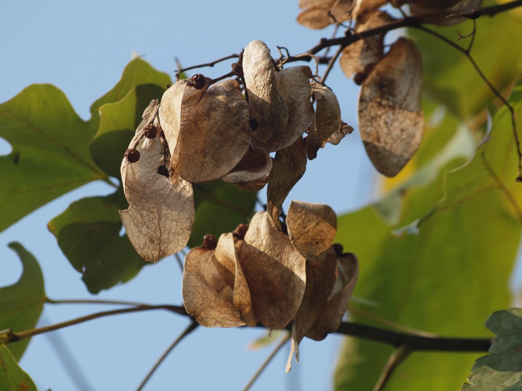 青桐 アオギリ の実 自然風の自然風だより