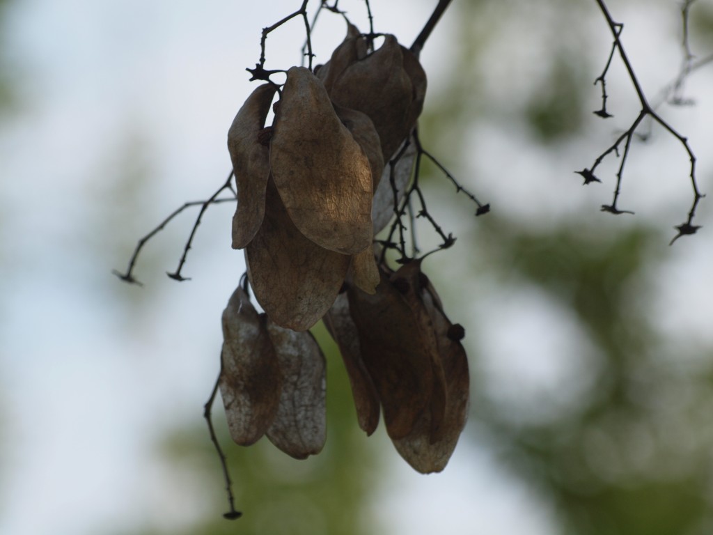 青桐 アオギリ の実 自然風の自然風だより