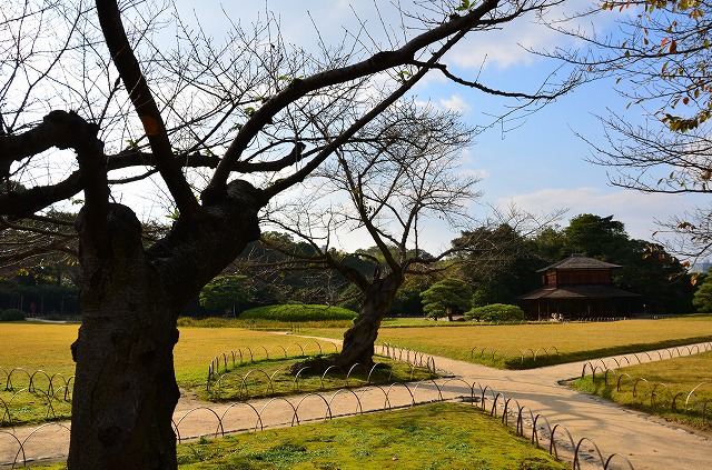 2013年11月5日【桜の花が咲いてます！】_a0185880_15435910.jpg