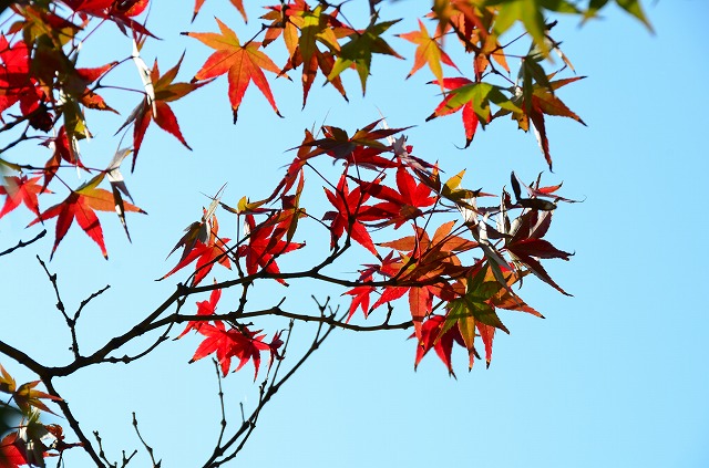 2013年11月5日【桜の花が咲いてます！】_a0185880_15462060.jpg