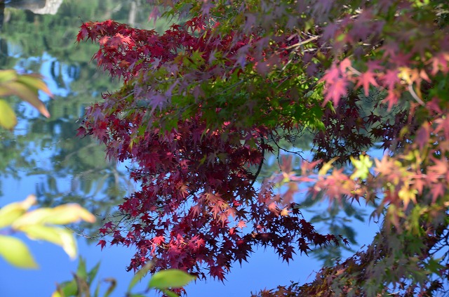 2013年11月5日【桜の花が咲いてます！】_a0185880_15474649.jpg