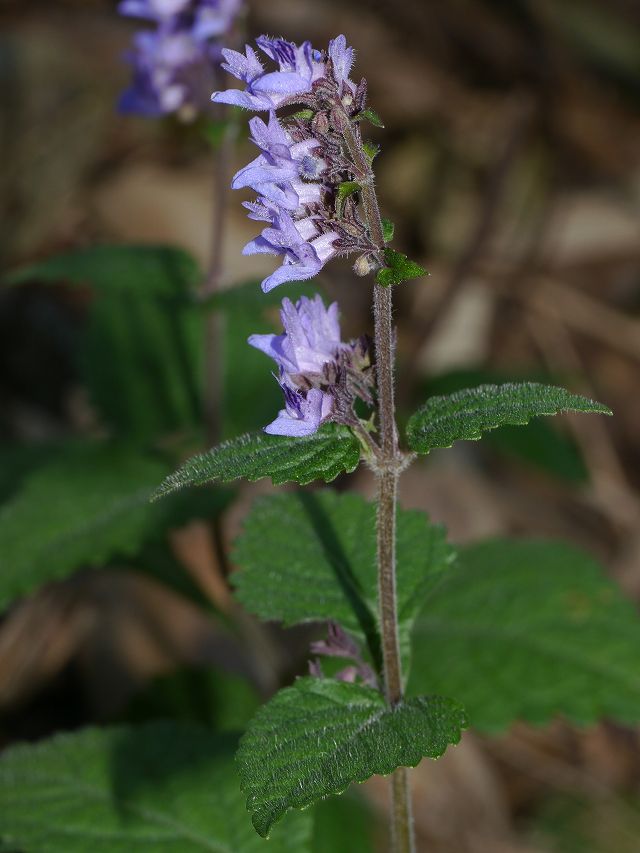 湖畔のヤマハッカ 湖面の水鳥 花と葉っぱ