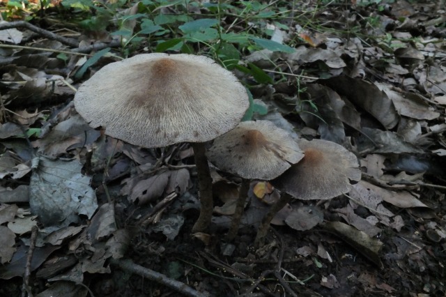 e0070891_221346.jpg