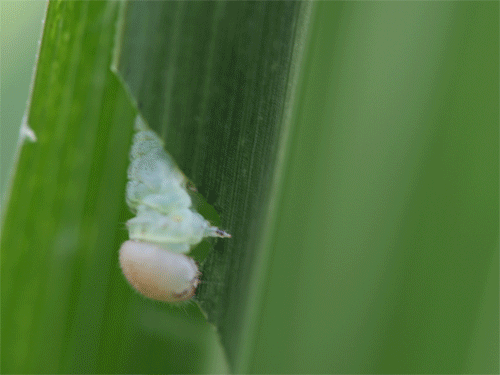 b0053192_11541531.gif