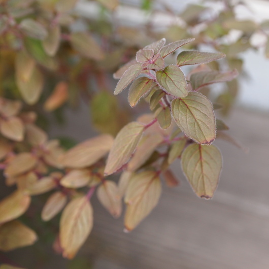 ハーブたちも紅葉_a0292194_19174540.jpg