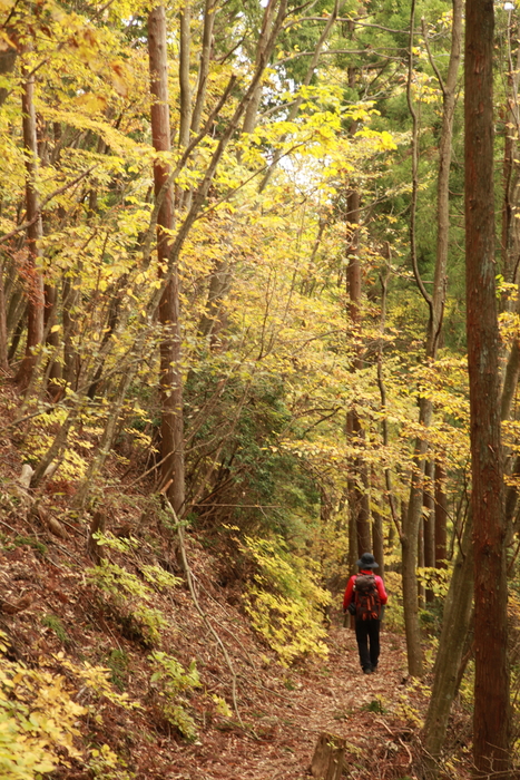 奥多摩の秋を探しに＠川苔山　　　　　2013.11.2(土)_c0213096_19453335.jpg