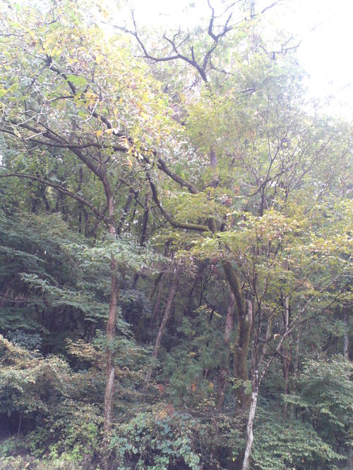 b0304598_20595492.jpg