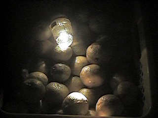f0151099_1141655.jpg