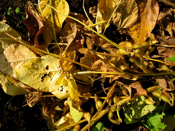 a0135201_15223773.jpg
