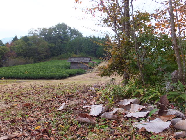 a0271502_1658257.jpg