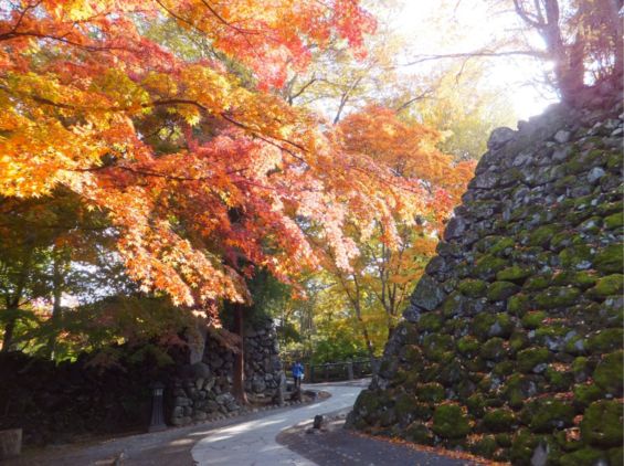 小諸市懐古園の紅葉情報（小諸市ホームページよりH251013～H251114これが最終です）_e0304702_9415746.jpg