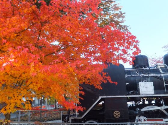 小諸市懐古園の紅葉情報（小諸市ホームページよりH251013～H251114これが最終です）_e0304702_9421738.jpg