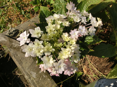 a0203003_930137.jpg