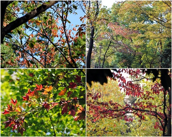 平和の森公園　～　大森ふるさとの浜辺公園_c0051107_11331014.jpg