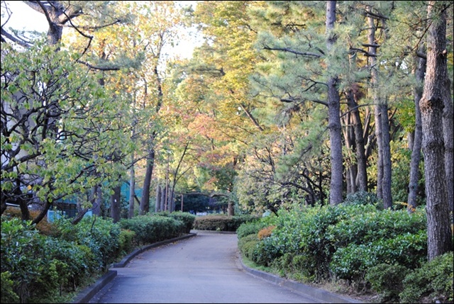 平和の森公園　～　大森ふるさとの浜辺公園_c0051107_1141266.jpg