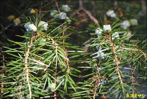 c0051107_12271575.jpg