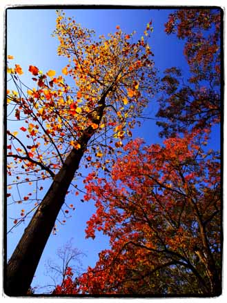 黄葉＆紅葉まつり　（～１１月２４日）　昭和記念公園_a0023315_2018184.jpg