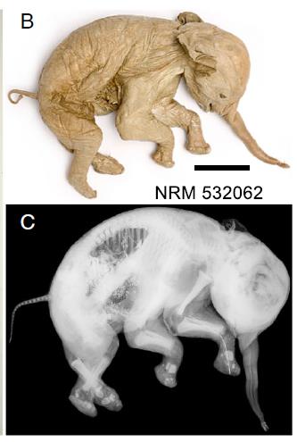 分子生物学と芸術が書き換えたアジアゾウの分類基準標本_c0025115_18535048.jpg