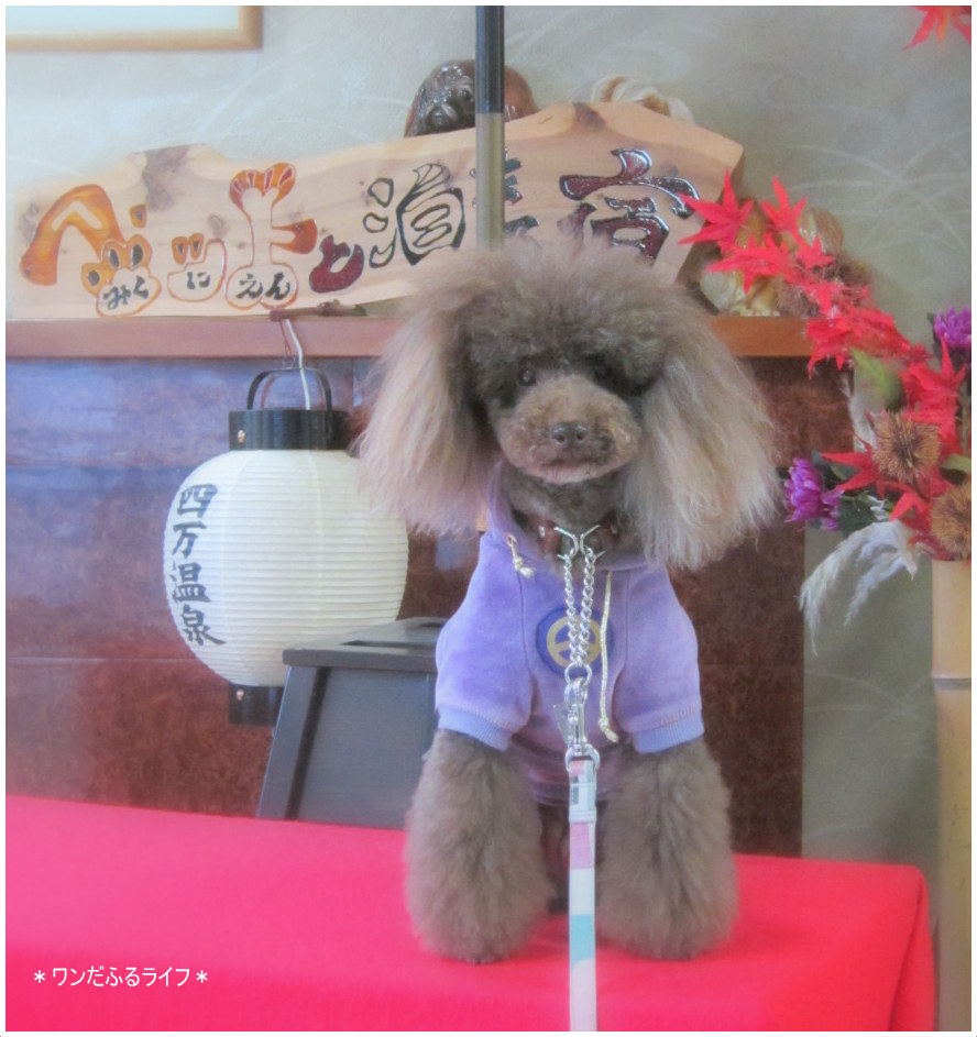 * 上州四万温泉卿へ犬連れお泊まり *_d0317115_21384125.jpg