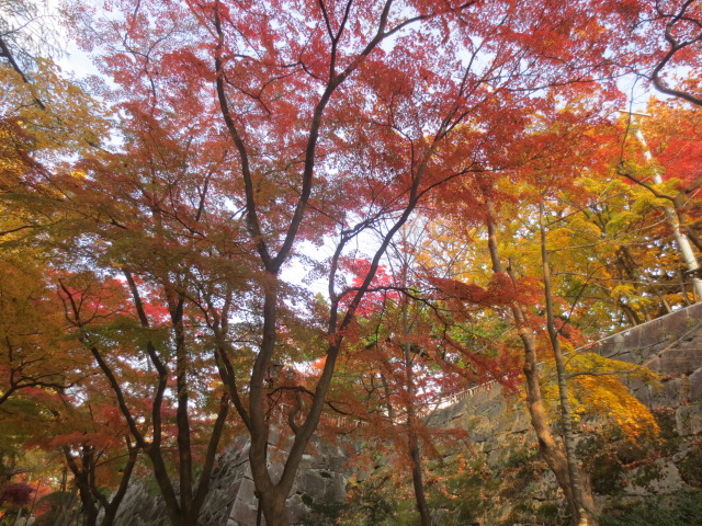 盛岡城跡公園の紅葉   　NO.1_f0248616_11374324.jpg