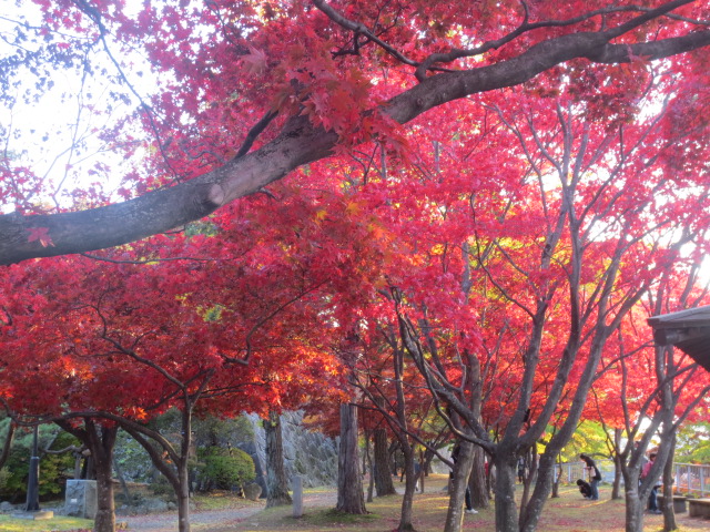 盛岡城跡公園　　NO.2_f0248616_16561443.jpg