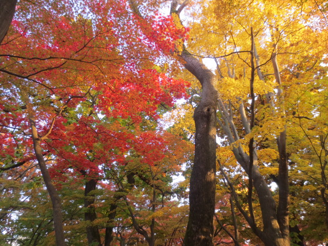 盛岡城跡公園　　NO.2_f0248616_1656303.jpg