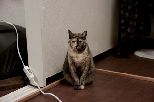 猫の室内飼いの工夫 玄関からの脱走防止扉 開閉式 Diy 賃貸ネコ暮らし 賃貸住宅でネコを室内飼いする工夫