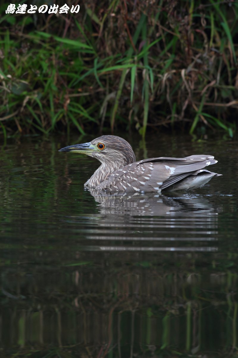 カモ？　・・・　ホシゴイ（Black-crowned Night Heron)_e0139623_2272255.jpg