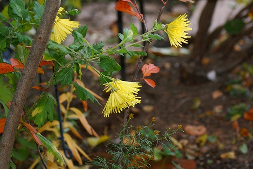 f0170524_2005449.jpg