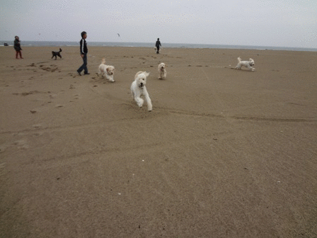 c0254426_23594831.gif