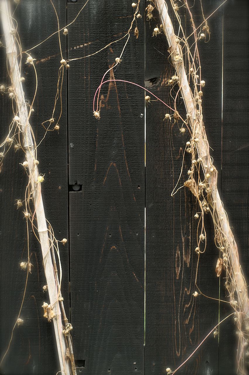 e0044929_6102780.jpg