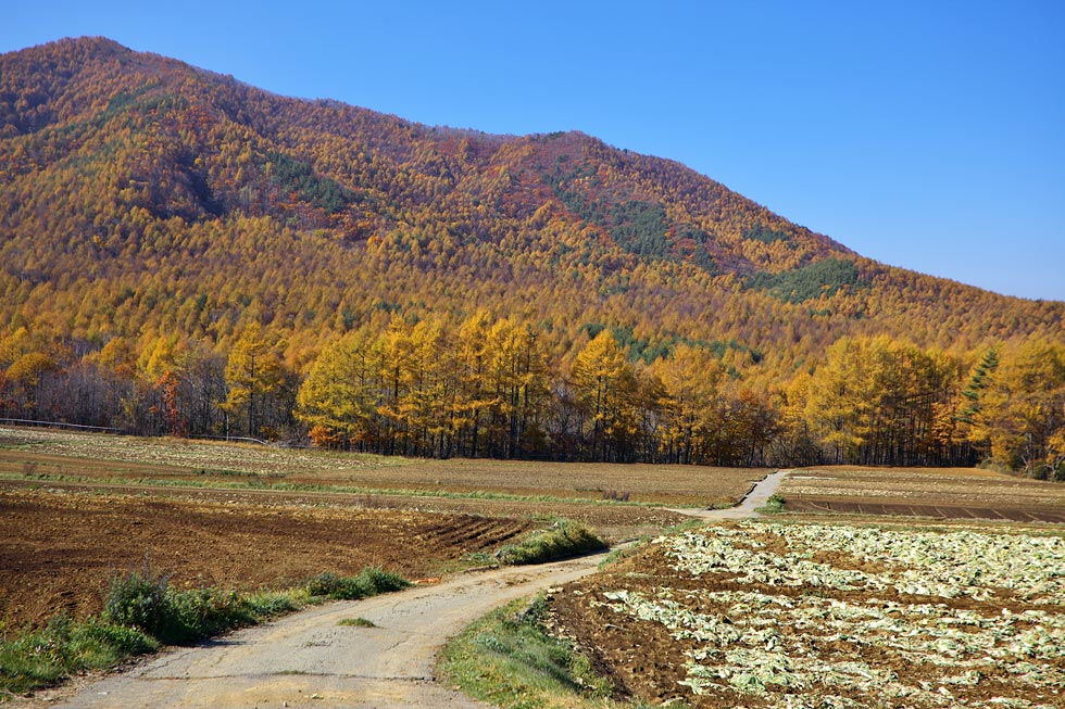 清里・川上村・瑞牆山の紅葉_b0179231_039529.jpg