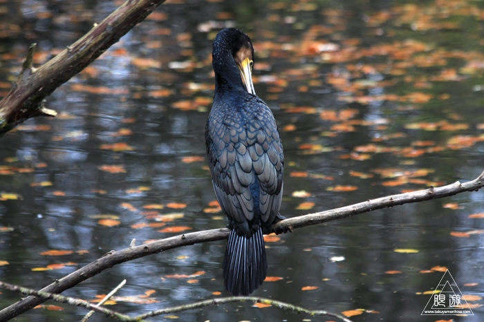 361 Hellabrunn Zoo ~ミュンヘンの動物園~_c0211532_21253635.jpg