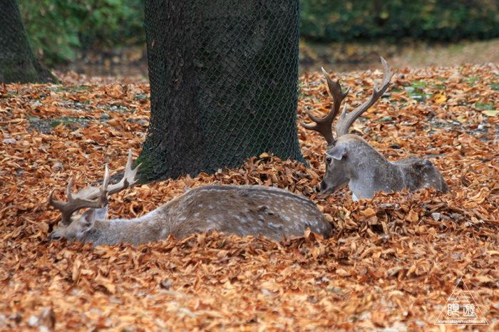 361 Hellabrunn Zoo ~ミュンヘンの動物園~_c0211532_2130871.jpg
