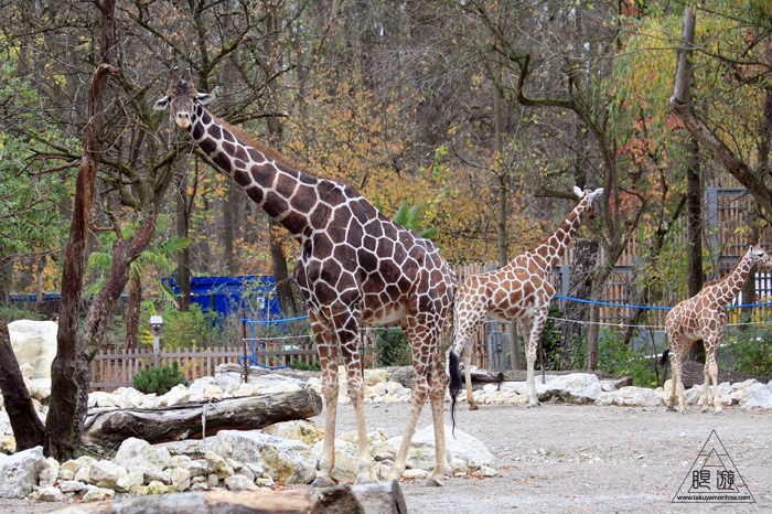 361 Hellabrunn Zoo ~ミュンヘンの動物園~_c0211532_21393814.jpg
