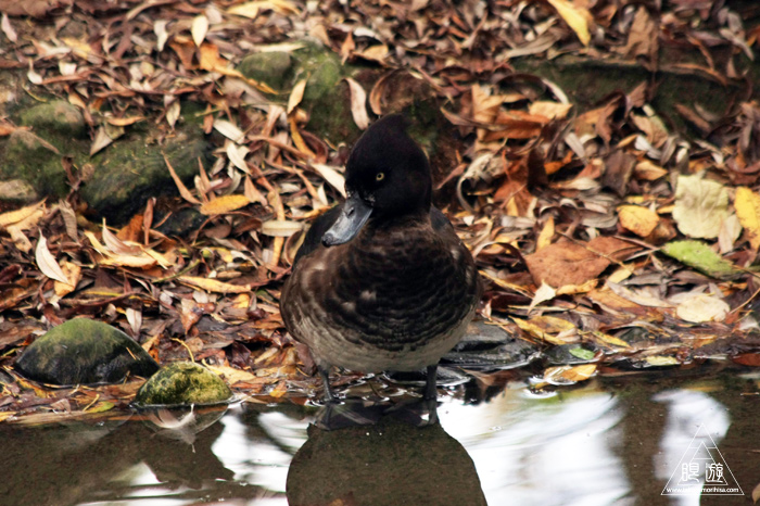 361 Hellabrunn Zoo ~ミュンヘンの動物園~_c0211532_21413253.jpg