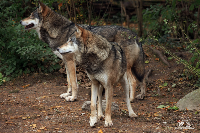 361 Hellabrunn Zoo ~ミュンヘンの動物園~_c0211532_21441619.jpg