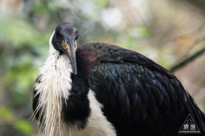 361 Hellabrunn Zoo ~ミュンヘンの動物園~_c0211532_21511590.jpg
