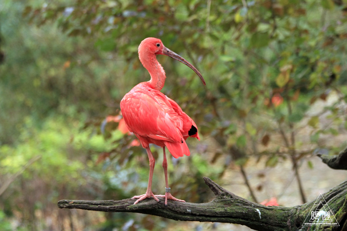 361 Hellabrunn Zoo ~ミュンヘンの動物園~_c0211532_21522295.jpg