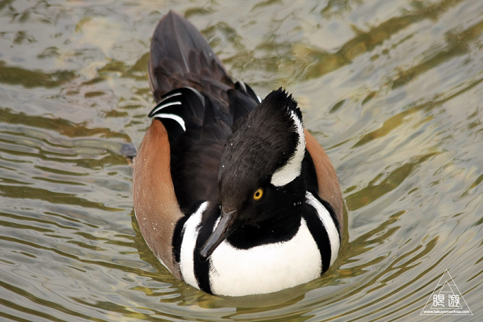 361 Hellabrunn Zoo ~ミュンヘンの動物園~_c0211532_21525935.jpg