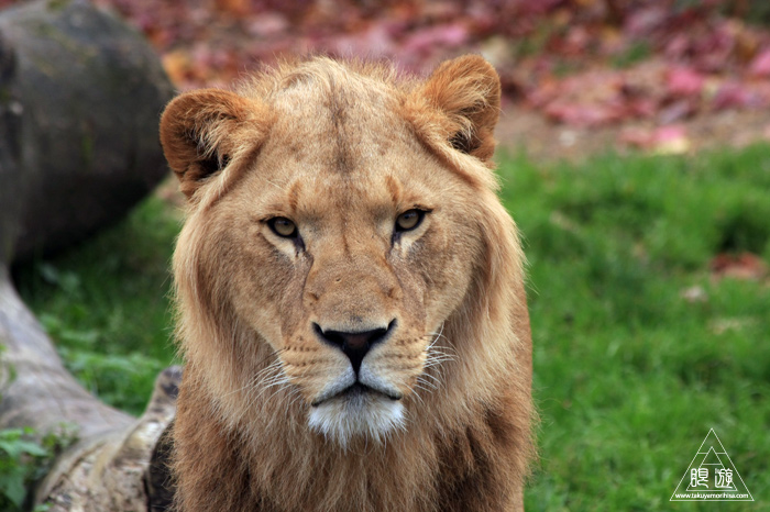 361 Hellabrunn Zoo ~ミュンヘンの動物園~_c0211532_21565771.jpg
