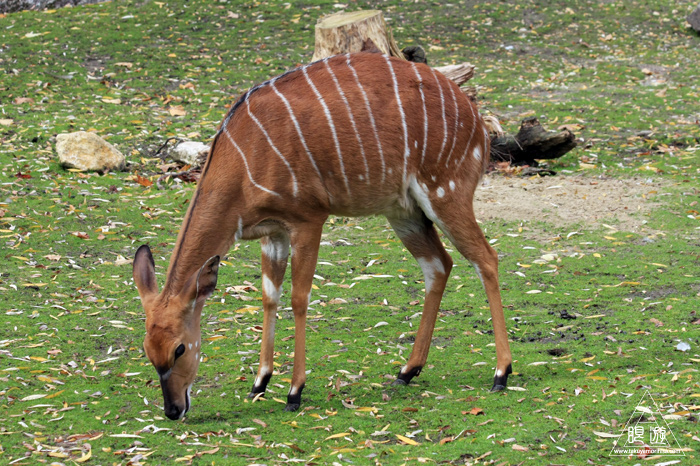 361 Hellabrunn Zoo ~ミュンヘンの動物園~_c0211532_21583238.jpg