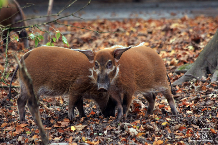 361 Hellabrunn Zoo ~ミュンヘンの動物園~_c0211532_21592781.jpg