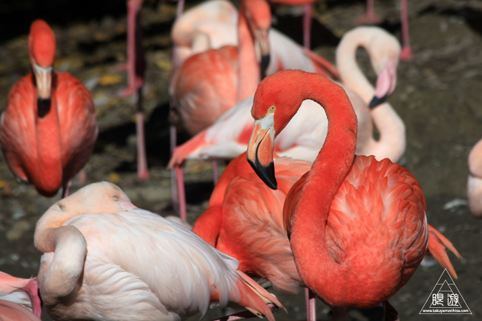 361 Hellabrunn Zoo ~ミュンヘンの動物園~_c0211532_2254397.jpg