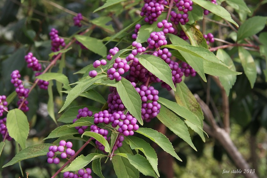 c0240132_5591216.jpg