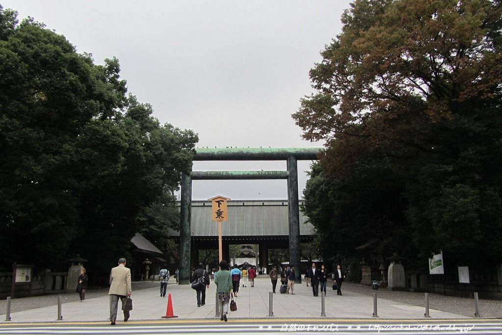 靖国神社の菊花展！！！_e0052135_1833072.jpg