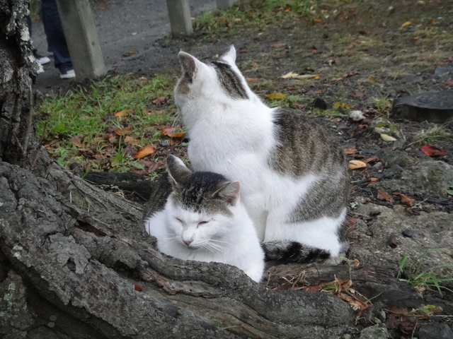 雨の京都で贅沢な昼下がり・・・哲学の道の猫たち_d0255036_01104.jpg
