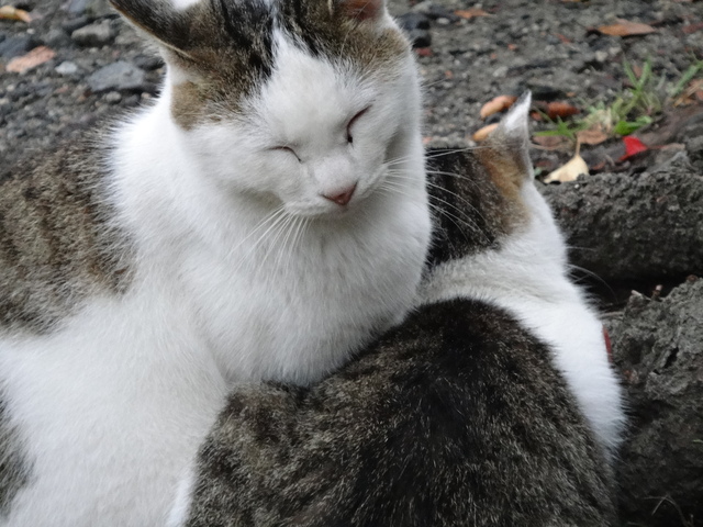 雨の京都で贅沢な昼下がり・・・哲学の道の猫たち_d0255036_064320.jpg