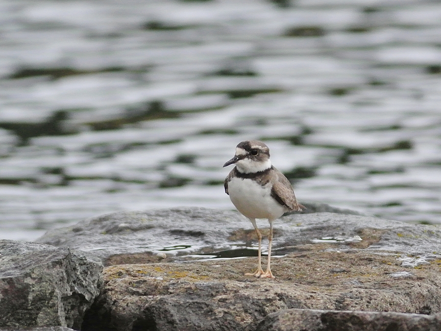 「気になっていそう」　イカルチドリ（桑鳲千鳥）/Long-billed plover_b0309841_22554499.jpg