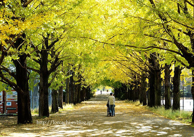 昭和記念公園の銀杏は黄葉にはまだ早かった！_f0045844_13102348.jpg